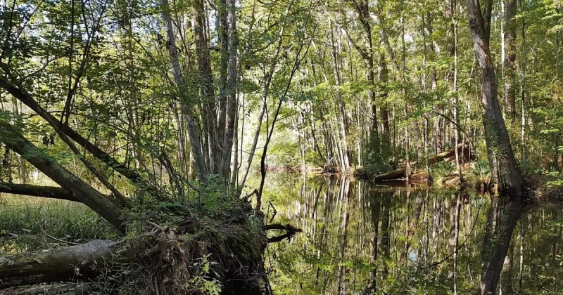 168 acres in Orangeburg County protected in trust