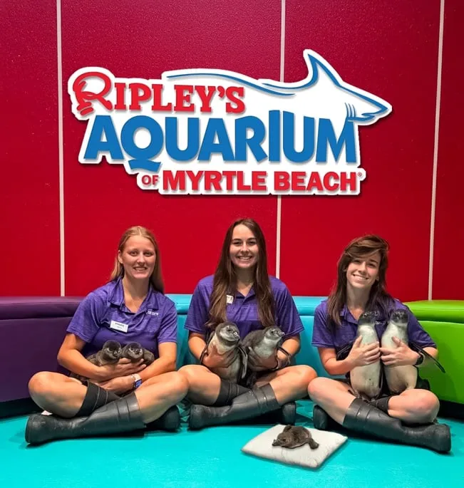 Meet 7 New Penguin Chicks at Ripley's Aquarium