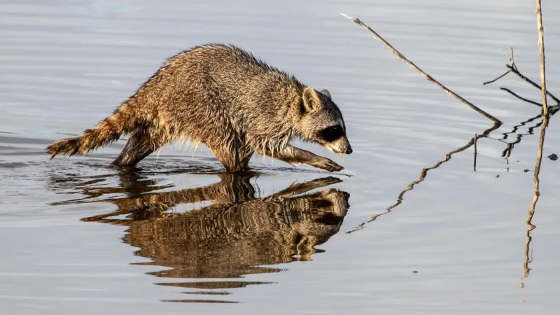 Rabid raccoon confirmed in Charleston County, one dog exposed