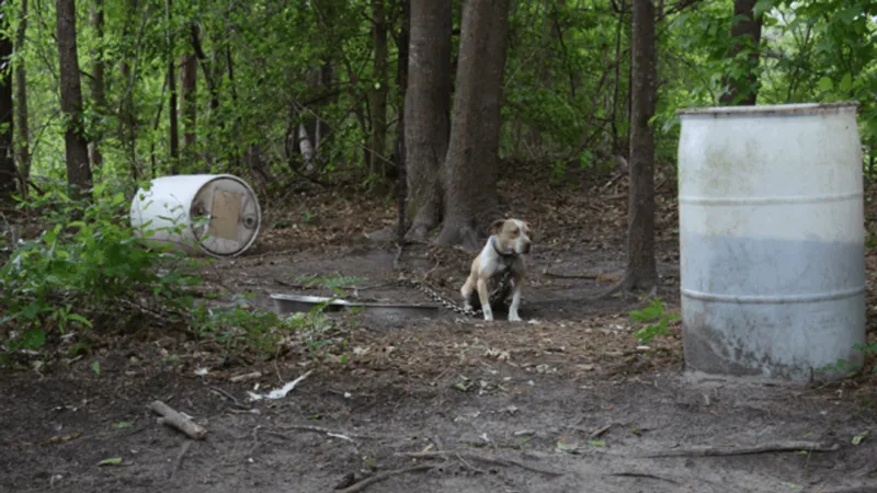 7 Chesterfield Co. men indicted in dogfighting operation with more than 100 dogs seized