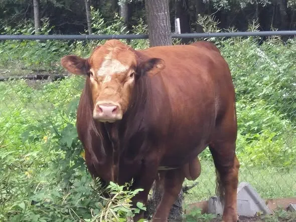 No bull! Midlands agencies team up to wrangle escaped livestock
