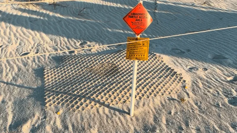 Busy sea turtle season continues along South Carolina coast