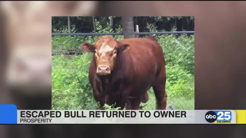 Escaped bull returned to owner in Prosperity