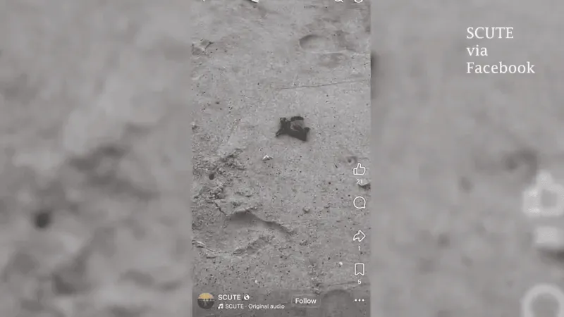 Sea Turtle hatching season peaks, SCUTE advises how to keep them out of harm's way