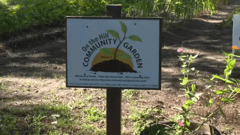 Conway community garden returns to life, aims to feed neighbors