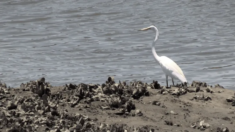 Waties Island & CCU protecting Grand Strand's future while offering glimpse into past