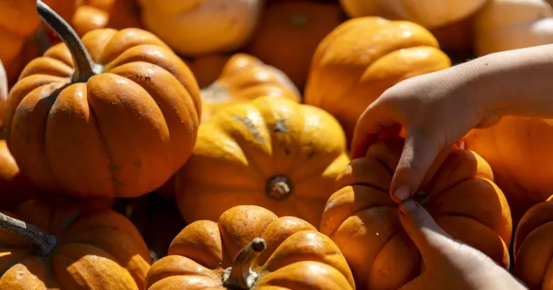 Charleston on a Budget: Fall fun deals from pumpkin patches to haunted houses