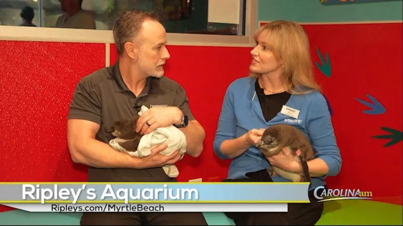Ripley's Welcomes African Penguin Chicks