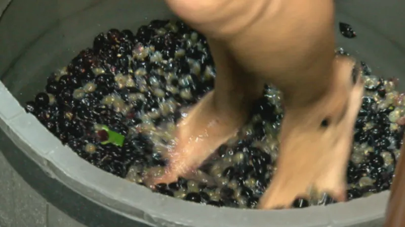 Barefoot Landing's SeptemberFest turns 10, featuring familiar faces at 'grape stomp off'