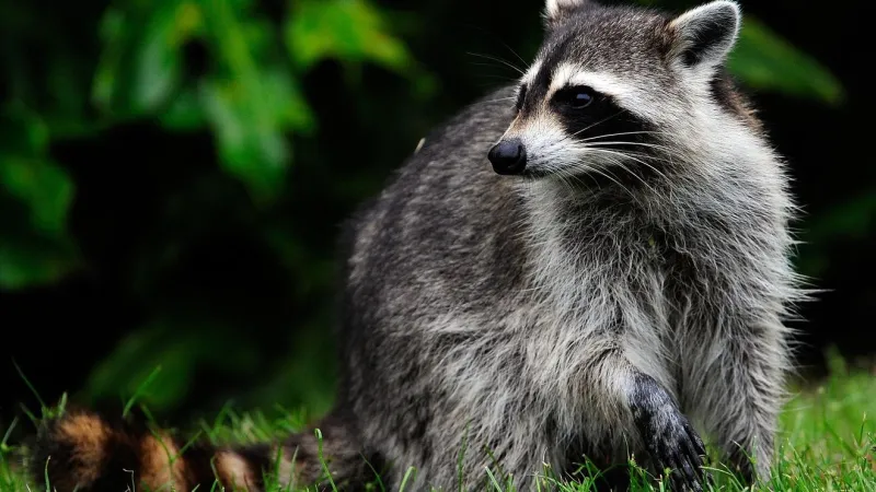 Rabid raccoon found near Starfish Drive and River Road on Johns Island, DPH says