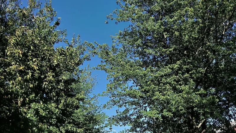 "Beat the Heat" event shares importance of planting trees