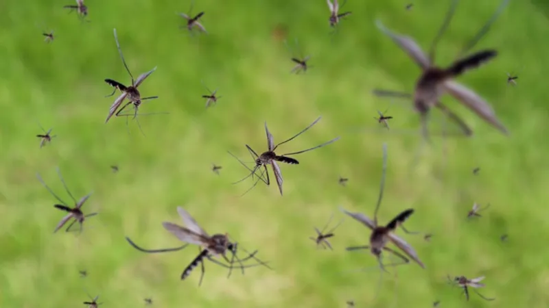 Aerial mosquito spraying set for Thursday in Horry County