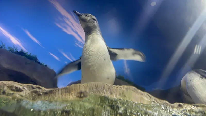 Meet the 7 new penguin chicks at Ripley's Aquarium in Myrtle Beach