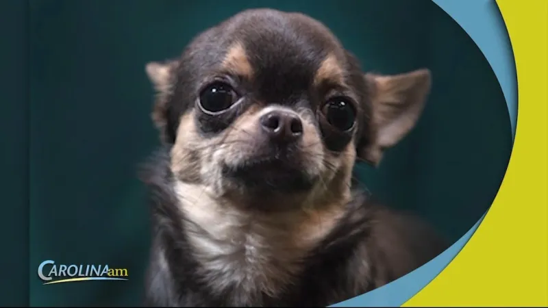Chihuahuas are Part Coyote...Maybe That's Why They're So Fierce