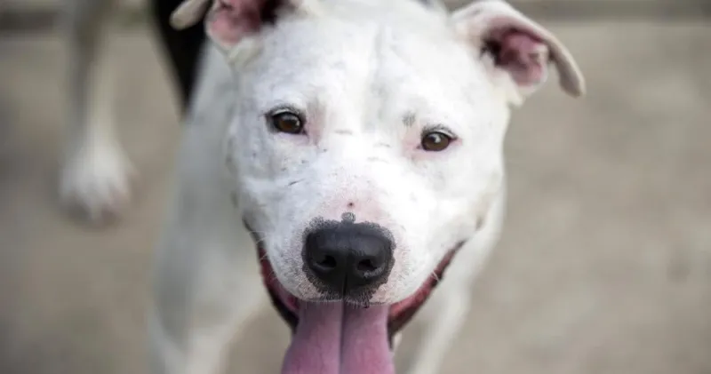 A $610,000 Statehouse earmark will go specifically to spay and neuter SC's pit bull population