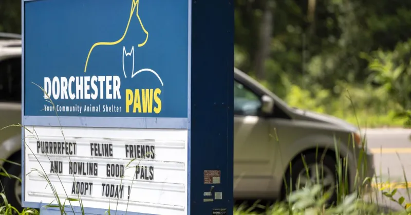 Dorchester County residents can get free pet vaccines and microchips. Here's where.