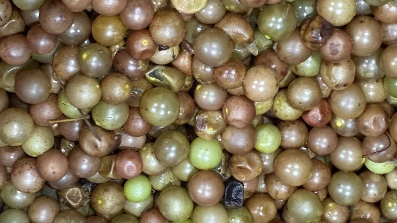 Duplin Winery marks 50th Grape Stomp at North Myrtle Beach SeptemberFest