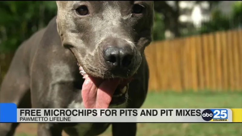 Free microchips for pit-bulls and pit-mixes