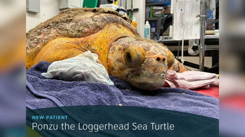 Meet Ponzu: The loggerhead sea turtle rescued after being found floating near Apache Pier