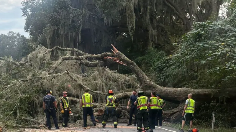 Downed tree blocks portion of Maybank highway, officials say