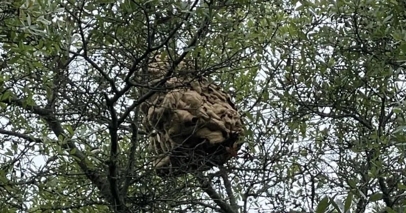 Invasive hornet species threatens SC. Clemson warns what to look for and how to report them.
