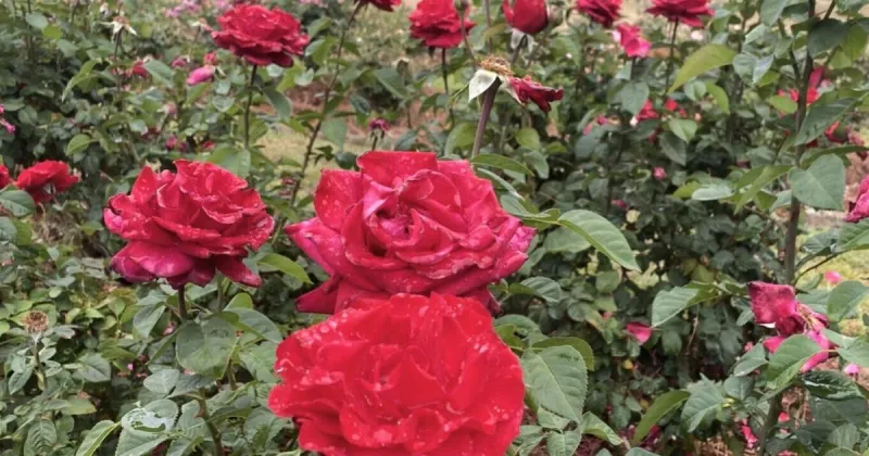 Gardens set aside as city's beauty spot