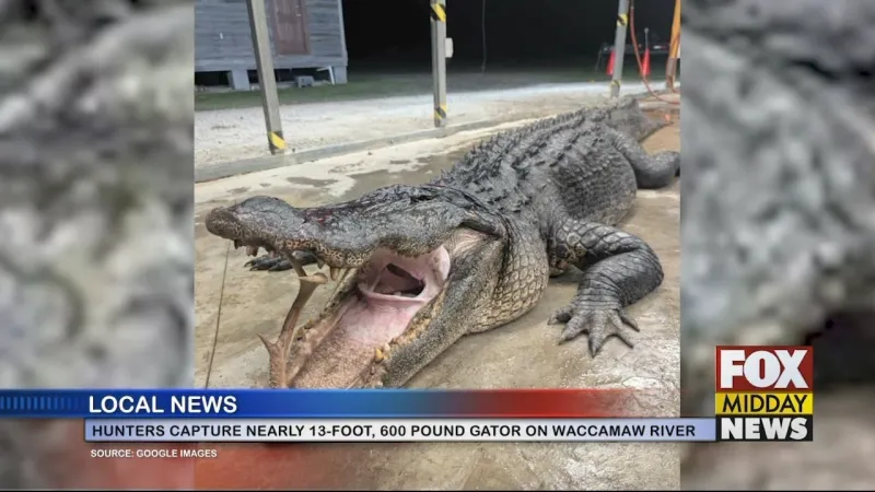 Nearly 13-Foot, 600-Pound Alligator Caught On Waccamaw River