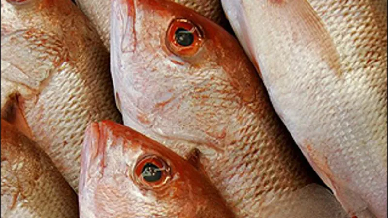 South Carolina gets longer red snapper season as conservation concerns emerge