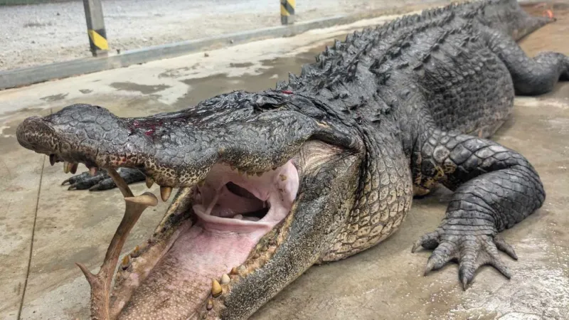 3 hunters battle nearly 13-foot, 600-pound alligator for 2 hours on Waccamaw River
