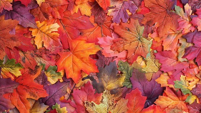 VOTE: Are you celebrating fall or still holding onto summer?