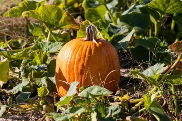 A Guide to Fall in Columbia: Foliage, Farms, and Festivities