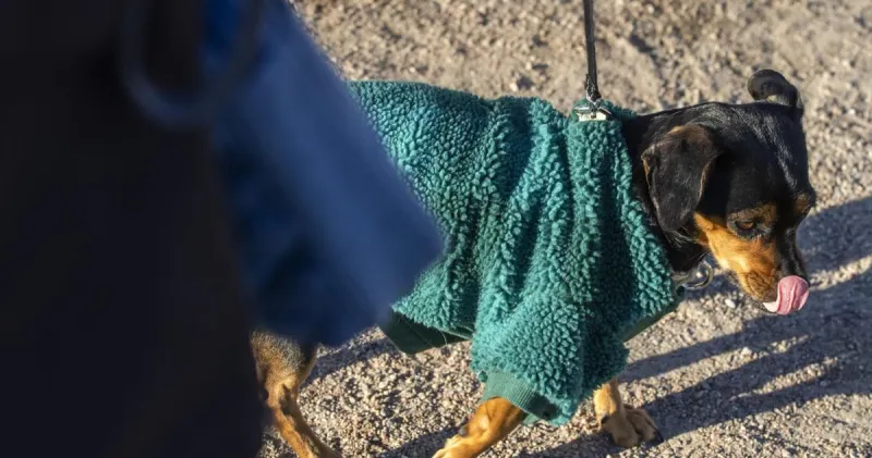 Cooler temps during 'false fall' to dip into 50s, maybe 40s, in parts of SC's Lowcountry