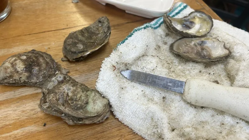 Lowcountry shellfish season opens Oct. 1; SCDNR reminds harvesters of best practices