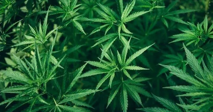 200 pounds of marijuana seized in drug bust with 3 arrests, SC sheriff says