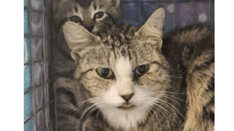 What pet owners should know about protecting their animals and families