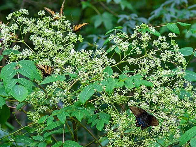 Butterflies and birds love this spiky tree with a menacing name