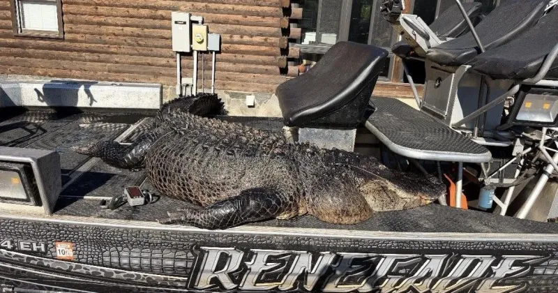 2nd largest alligator caught in SC measures 844 pounds. It was hauled from this lake.