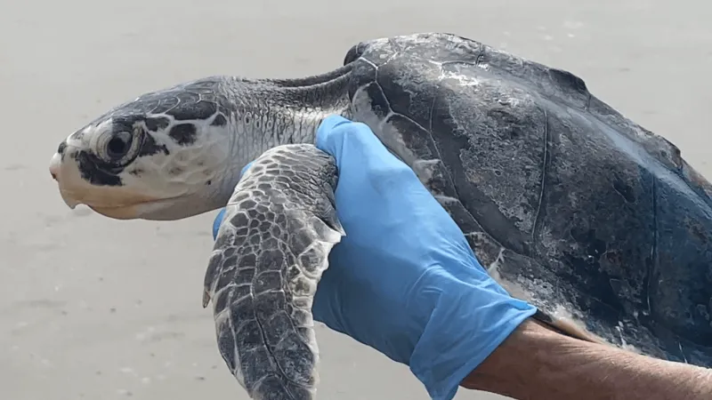 Three rehabilitated sea turtles set for release Wednesday at Folly Beach
