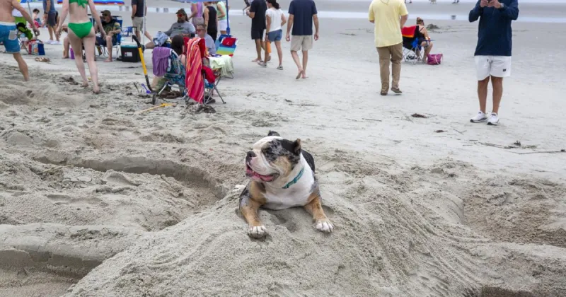 Dog leash rules change Oct. 1 on Charleston-area beaches. Here's when your pup can roam.