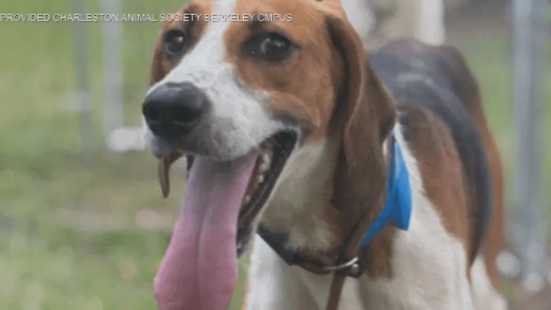 Charleston Animal Society waives large-dog adoption fees through Sunday in campaign