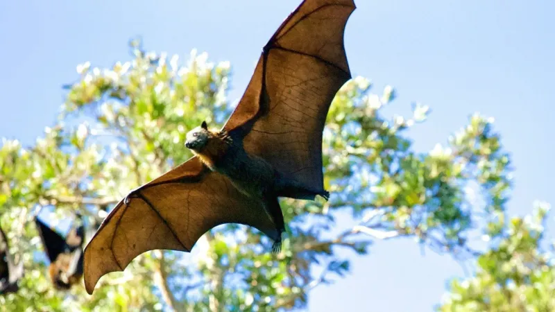 Bats in Dillon, Florence counties test positive for rabies
