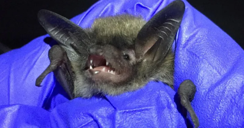 This endangered bat adds urgency to tree-clearing plan for new Maybank Highway lane off Johns Island