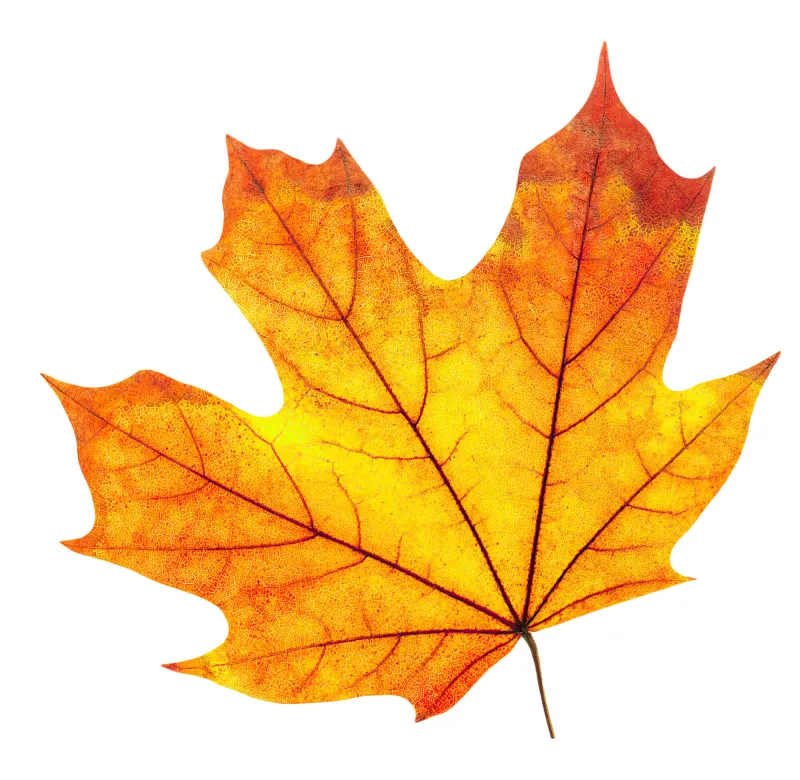 When to expect fall colors in Southeast