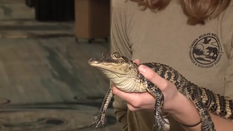 Tickets on sale for Southeastern Wildlife Exposition returning to Charleston Feb. 12-14