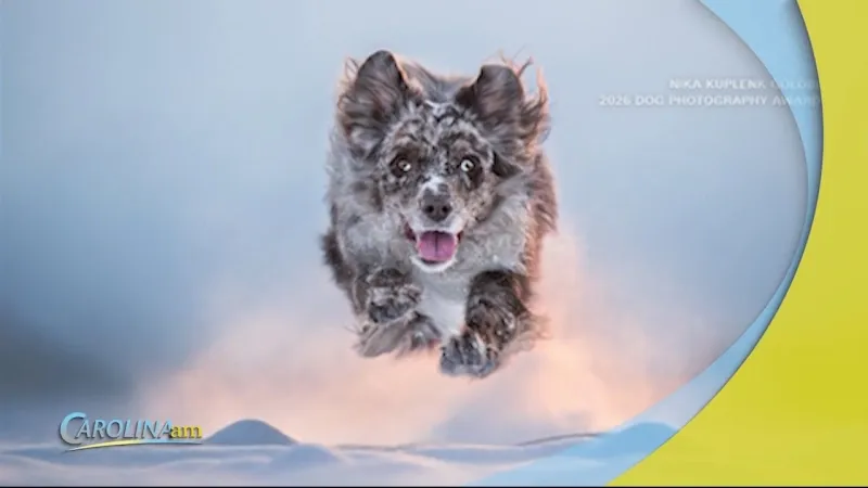 See What Pics Snagged Honors for the 2026 Dog Photography Awards