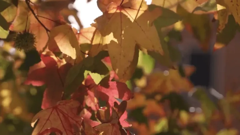Looking for peak fall colors? Here's when they could arrive in the Carolinas