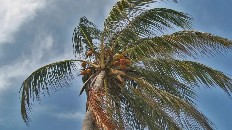 Dry through Friday, tropical rain likely this weekend