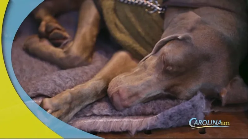 Sleeping Next to Your Dog Not Likely to Disturb Your Sleep