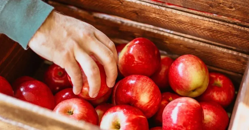 A guide to fall and winter produce in Florence