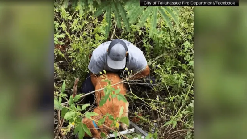 MORNING BUZZ: Isaias aftermath leads to dramatic rescue of 14-year-old dog in Tallahassee